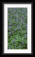 High angle view of plants, Bluebonnets, Austin, Texas, USA Fine Art Print
