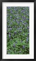 High angle view of plants, Bluebonnets, Austin, Texas, USA Fine Art Print