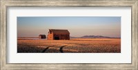 Barn in a field, Hobson, Montana, USA Fine Art Print