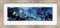 Silhouette of an Oak tree, Oakland, California, USA Fine Art Print