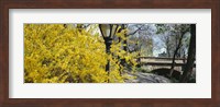 Forsythia in bloom, Central Park, Manhattan, New York City, New York State, USA Fine Art Print