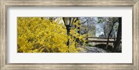 Forsythia in bloom, Central Park, Manhattan, New York City, New York State, USA Fine Art Print