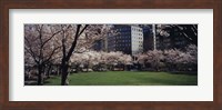 White flowering trees in a park, Central Park, Manhattan, New York City, New York State, USA Fine Art Print