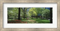 Red and white tulips around trees, Central Park, Manhattan, New York City, New York State, USA Fine Art Print