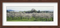 Cherry trees in an orchard, Mission Peninsula, Traverse City, Michigan, USA Fine Art Print