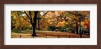 Trees in a forest, Central Park, Manhattan, New York City, New York, USA Fine Art Print