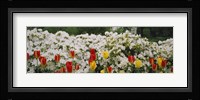 Flowers in a garden, Sherwood Gardens, Baltimore, Maryland, USA Fine Art Print