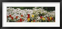 Flowers in a garden, Sherwood Gardens, Baltimore, Maryland, USA Fine Art Print