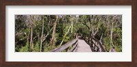 Boardwalk passing through a forest, Lettuce Lake Park, Tampa, Hillsborough County, Florida, USA Fine Art Print