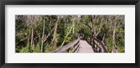 Boardwalk passing through a forest, Lettuce Lake Park, Tampa, Hillsborough County, Florida, USA Fine Art Print