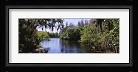 River passing through a forest, Hillsborough River, Lettuce Lake Park, Tampa, Hillsborough County, Florida, USA Fine Art Print
