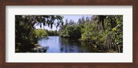 River passing through a forest, Hillsborough River, Lettuce Lake Park, Tampa, Hillsborough County, Florida, USA Fine Art Print