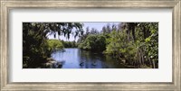 River passing through a forest, Hillsborough River, Lettuce Lake Park, Tampa, Hillsborough County, Florida, USA Fine Art Print