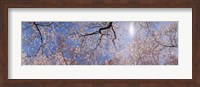 Low angle view of Cherry Blossom trees, Washington DC, USA Fine Art Print