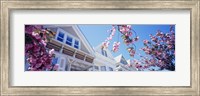 Low angle view of Cherry Blossom flowers in front of buildings, San Francisco, California, USA Fine Art Print