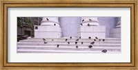 Flock of pigeons on steps, San Francisco, California, USA Fine Art Print
