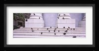 Flock of pigeons on steps, San Francisco, California, USA Fine Art Print