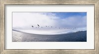 Pelicans flying over the sea, Alcatraz, San Francisco, California, USA Fine Art Print
