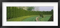 Row of arbor vitae trees in a garden, Ladew Topiary Gardens, Monkton, Baltimore County, Maryland, USA Fine Art Print
