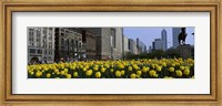 Tulip flowers in a park with buildings in the background, Grant Park, South Michigan Avenue, Chicago, Cook County, Illinois, USA Fine Art Print