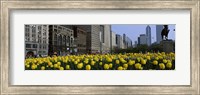 Tulip flowers in a park with buildings in the background, Grant Park, South Michigan Avenue, Chicago, Cook County, Illinois, USA Fine Art Print