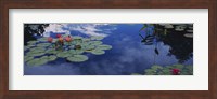 Water lilies in a pond, Denver Botanic Gardens, Denver, Denver County, Colorado, USA Fine Art Print