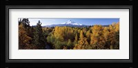 Cottonwood trees in a forest, Mt Hood, Hood River, Mt. Hood National Forest, Oregon, USA Fine Art Print