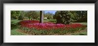 Azalea and Tulip Flowers in a park, Sherwood Gardens, Baltimore, Maryland, USA Fine Art Print