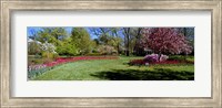 Tulips and cherry trees in a garden, Sherwood Gardens, Baltimore, Maryland, USA Fine Art Print