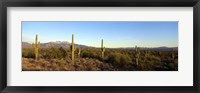 Saguaro cacti in a desert, Four Peaks, Phoenix, Maricopa County, Arizona, USA Fine Art Print