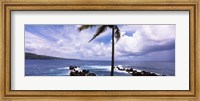 Palm tree on the coast, Honolulu Nui Bay, Nahiku, Maui, Hawaii, USA Fine Art Print