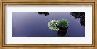 Water lilies with a potted plant in a pond, Olbrich Botanical Gardens, Madison, Wisconsin, USA Fine Art Print