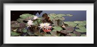 Water lilies in a pond, Olbrich Botanical Gardens, Madison, Wisconsin Fine Art Print