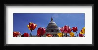 Tulips with a government building in the background, Capitol Building, Washington DC, USA Fine Art Print