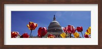 Tulips with a government building in the background, Capitol Building, Washington DC, USA Fine Art Print