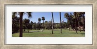 Trees in a campus, University Of Tampa, Florida Fine Art Print