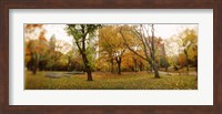 Shedding trees, Central Park, Manhattan, New York City, New York State, USA Fine Art Print