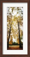 Autumn trees in a park, Volunteer Park, Capitol Hill, Seattle, King County, Washington State, USA Fine Art Print