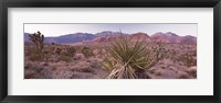 Yucca plant in a desert, Red Rock Canyon, Las Vegas, Nevada, USA Fine Art Print