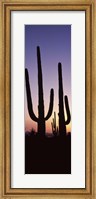 Saguaro cacti, Saguaro National Park, Tucson, Arizona, USA Fine Art Print