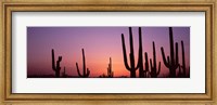 Purple Sky Behind Cacti in the Saguaro National Park, Arizona Fine Art Print