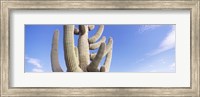 Low angle view of a Saguaro cactus(Carnegiea gigantea), Saguaro National Park, Tucson, Pima County, Arizona, USA Fine Art Print