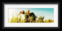 Scarecrow in a corn field, Queens County Farm, Queens, New York City, New York State, USA Fine Art Print