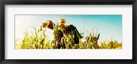 Scarecrow in a corn field, Queens County Farm, Queens, New York City, New York State, USA Fine Art Print