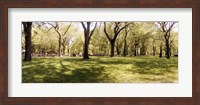 Trees and grass in a Central Park in the spring time, New York City, New York State, USA Fine Art Print