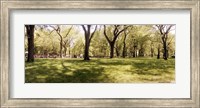 Trees and grass in a Central Park in the spring time, New York City, New York State, USA Fine Art Print