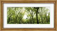 Central Park in the spring time, New York City Fine Art Print