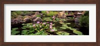 Lotus blossoms, Japanese Garden, University of California, Los Angeles, California Fine Art Print
