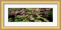 Lotus blossoms, Japanese Garden, University of California, Los Angeles, California Fine Art Print