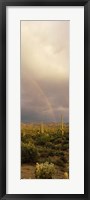 Teddy-Bear Cholla and Saguaro cacti on a landscape, Sonoran Desert, Phoenix, Arizona, USA Fine Art Print